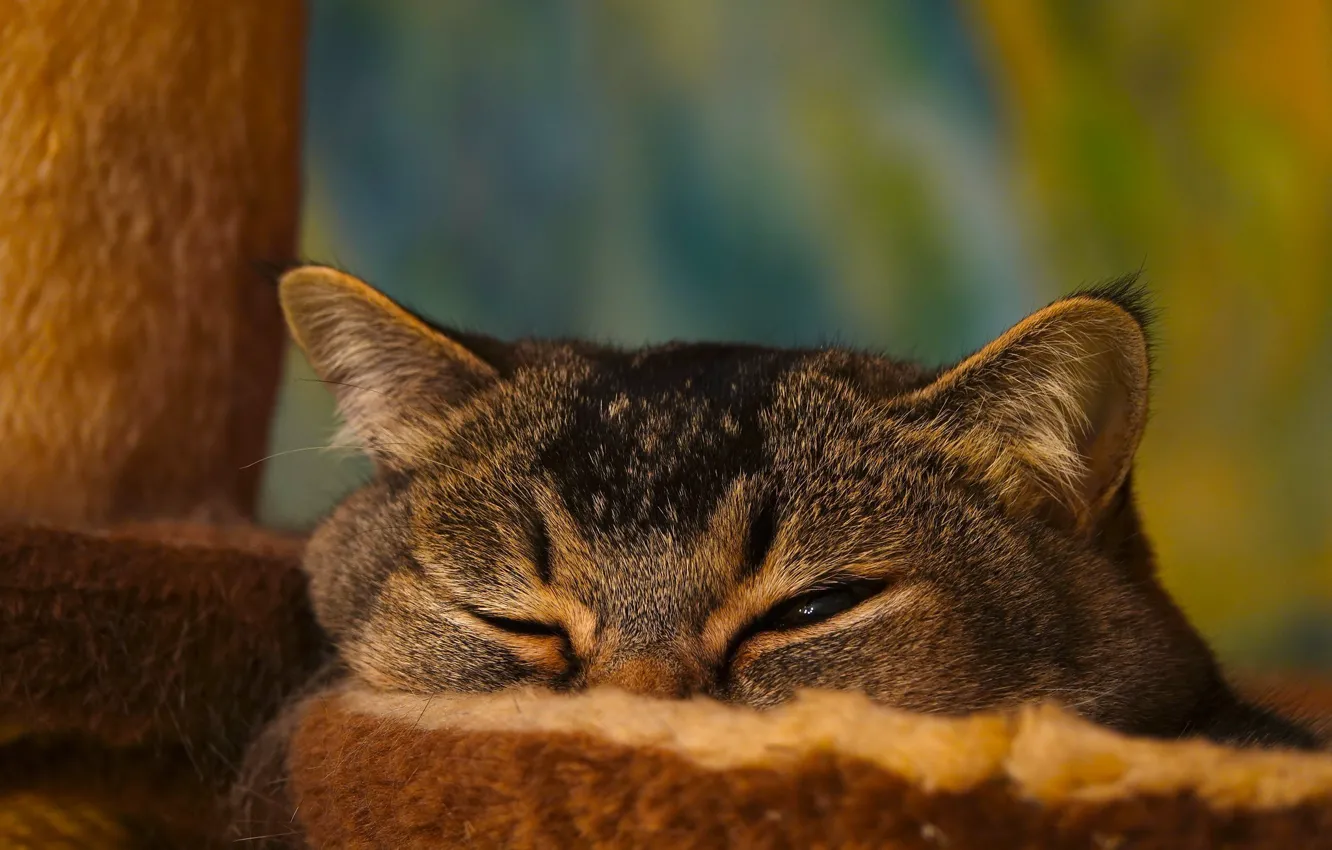 Photo wallpaper cat, cat, look, face, grey, background, Kote, squint