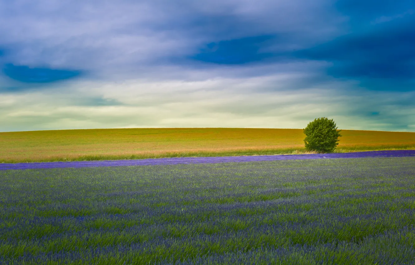 Photo wallpaper field, England, lavender