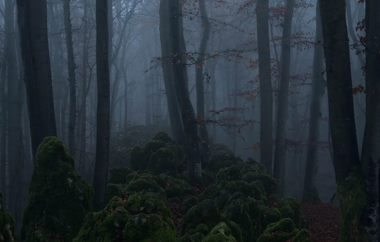 Photo wallpaper forest, trees, nature, fog, moss, Niklas Hamisch