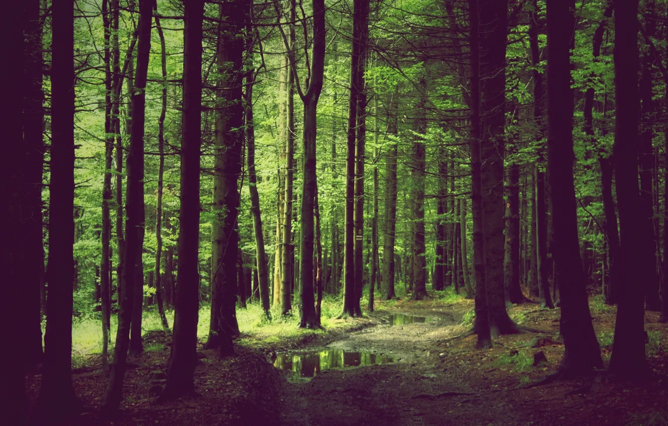Photo wallpaper road, forest, trees, puddle, after the rain