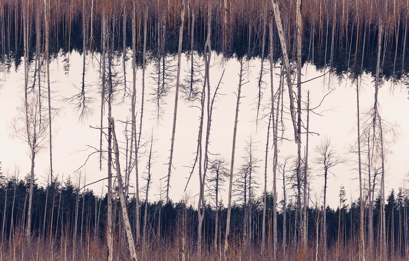 Photo wallpaper forest, nature, background