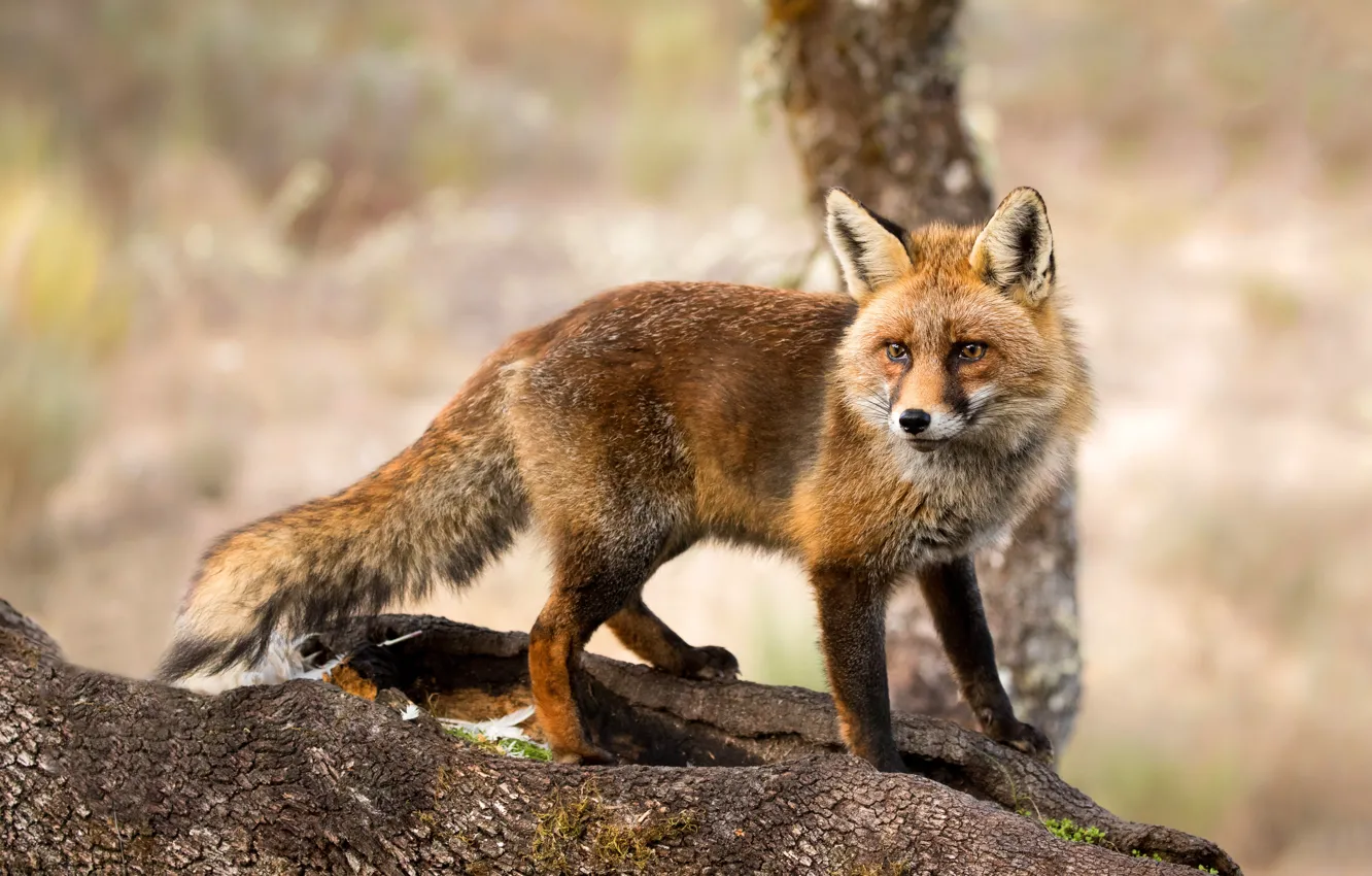 Photo wallpaper look, trees, nature, pose, background, Fox, red, bark