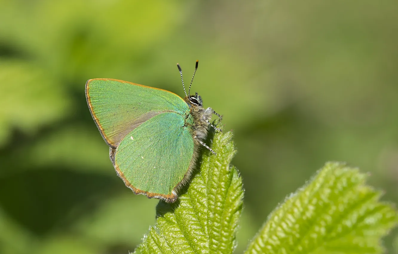 Photo wallpaper leaves, green, butterfly
