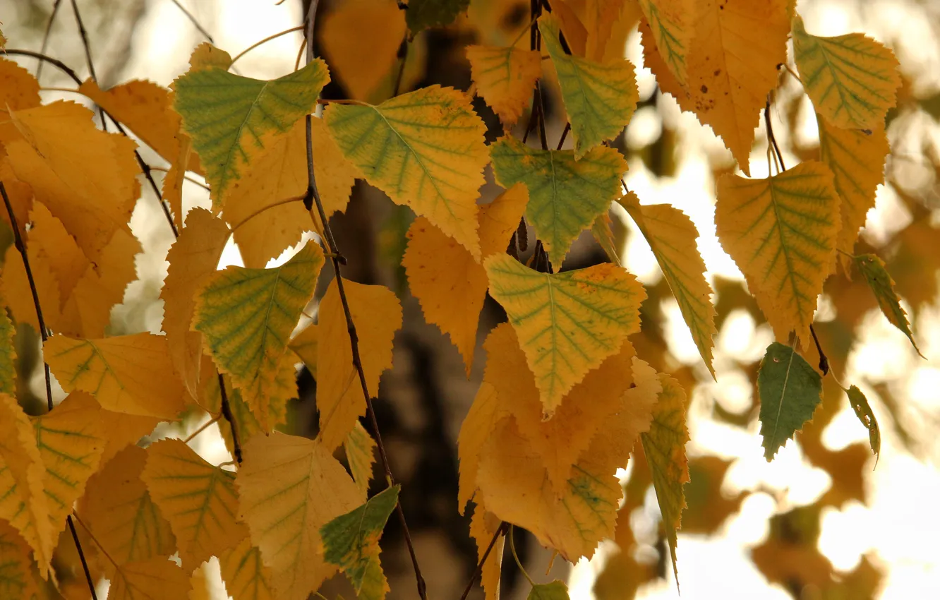 Photo wallpaper autumn, tree, Leaves