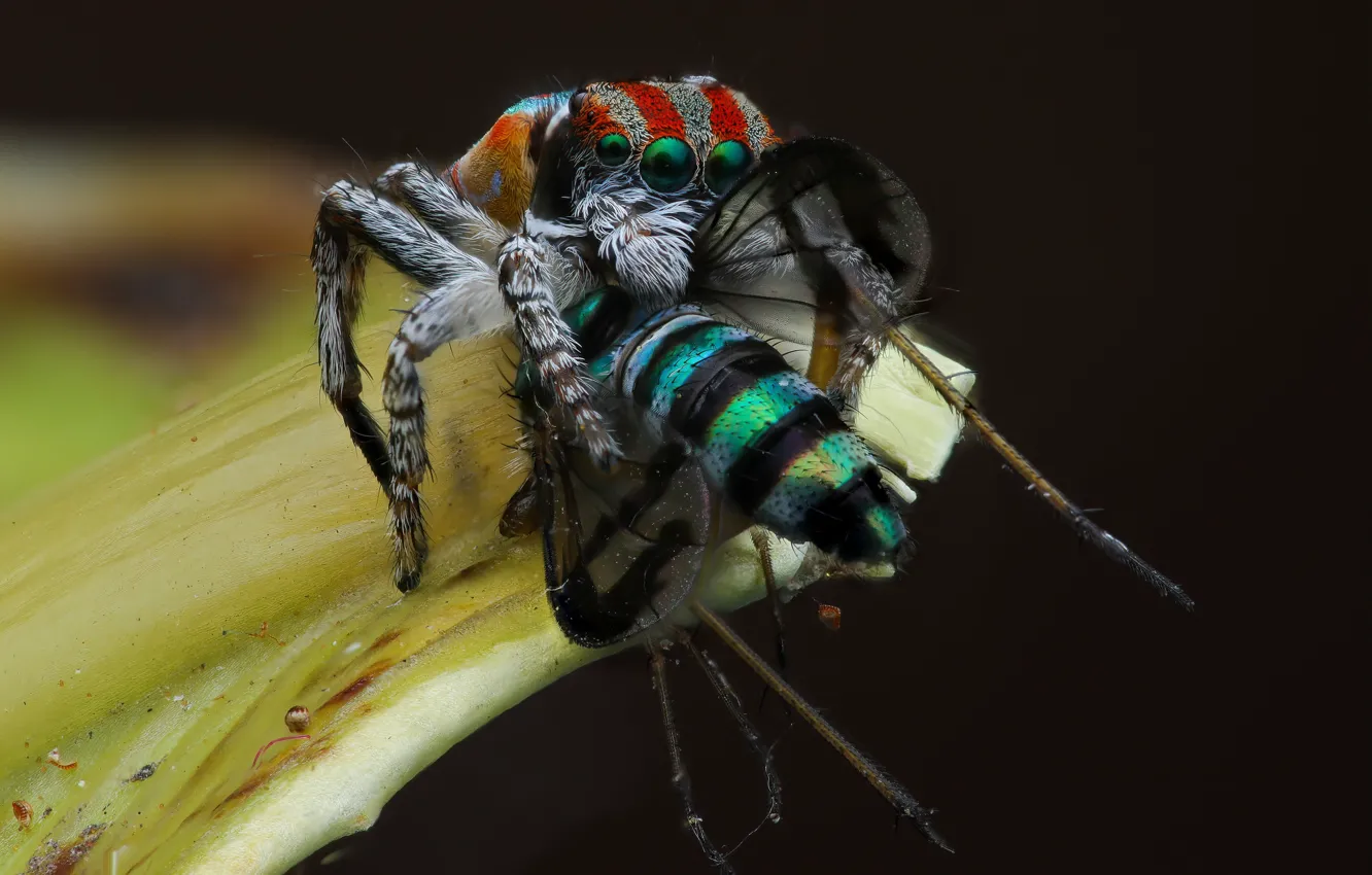 Photo wallpaper look, macro, pose, the dark background, fly, leaf, spider, insect