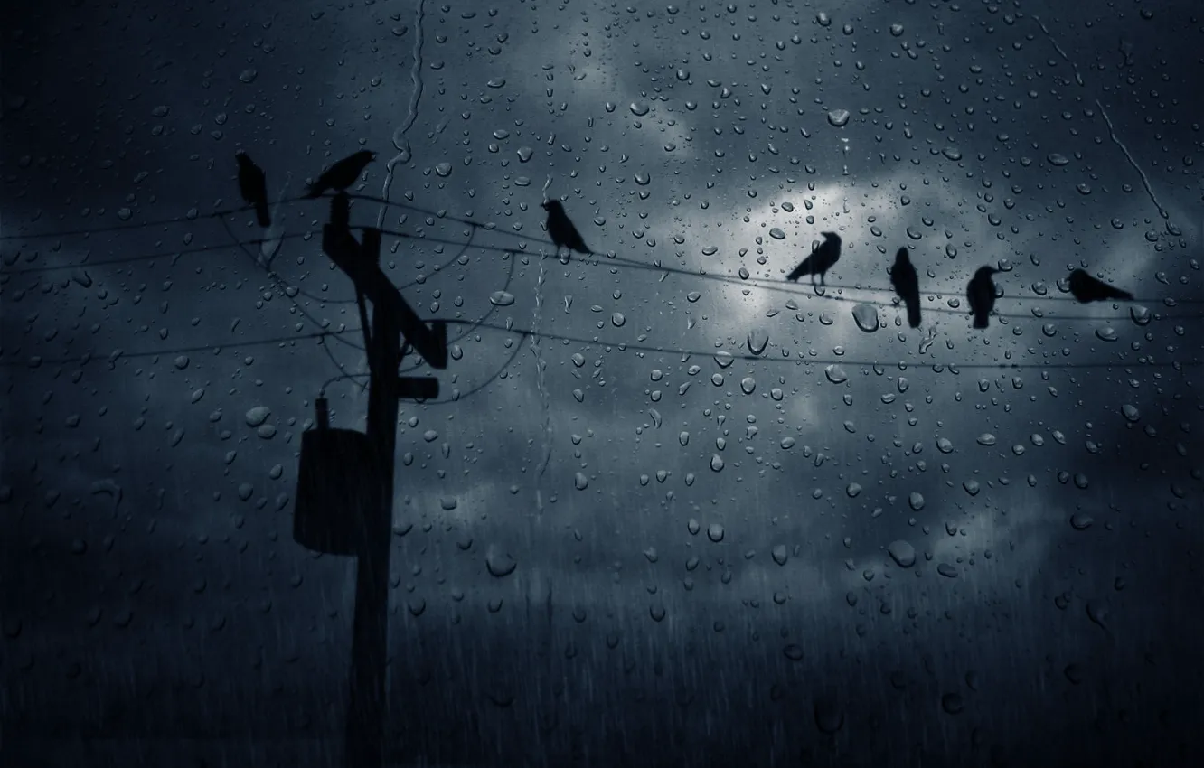 Photo wallpaper drops, night, wire, crows