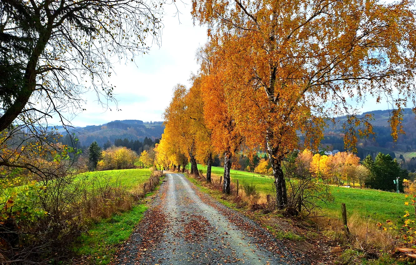 Photo wallpaper road, autumn, trees