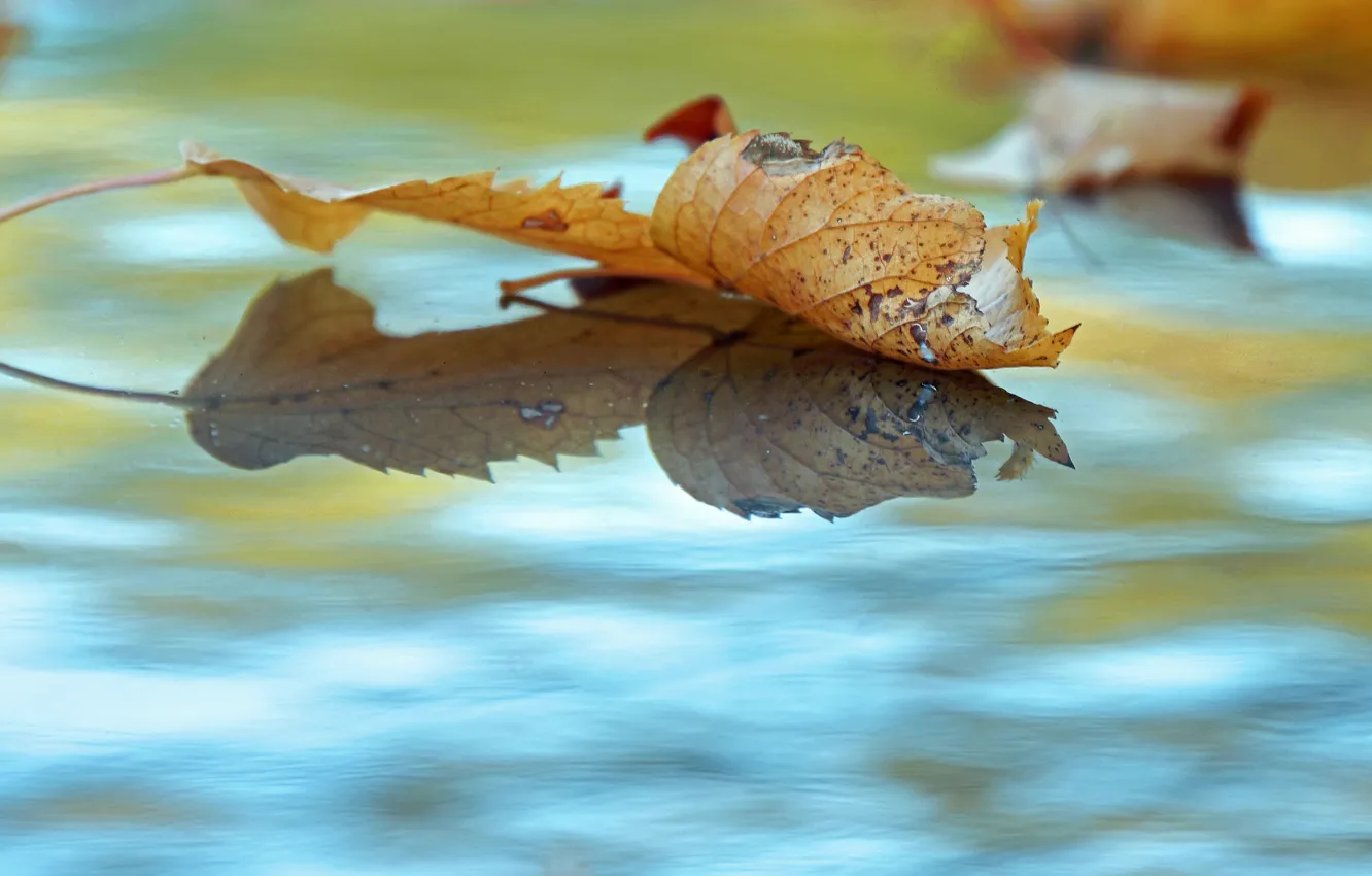 Photo wallpaper autumn, water, fallen leaves