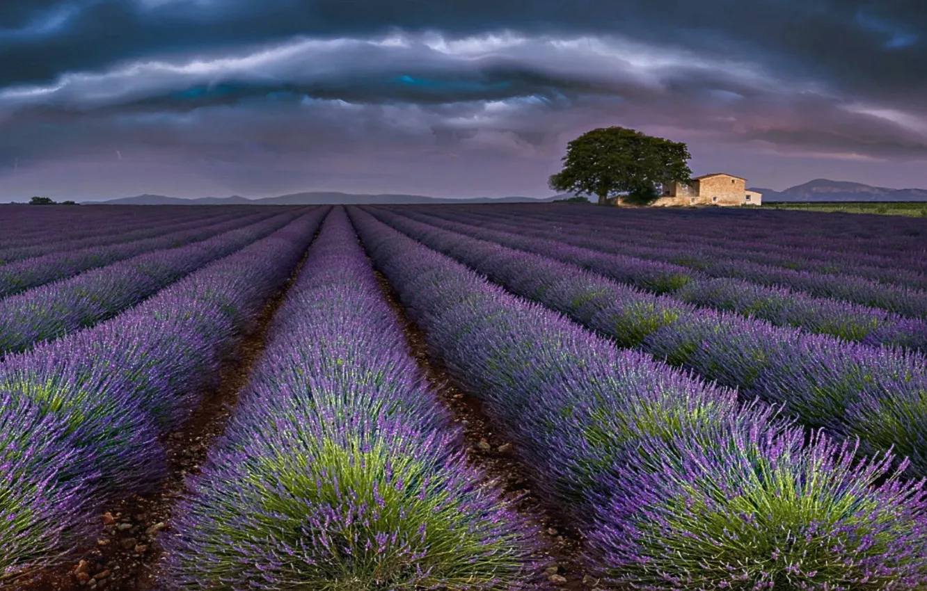 Photo wallpaper France, lavender, Provence