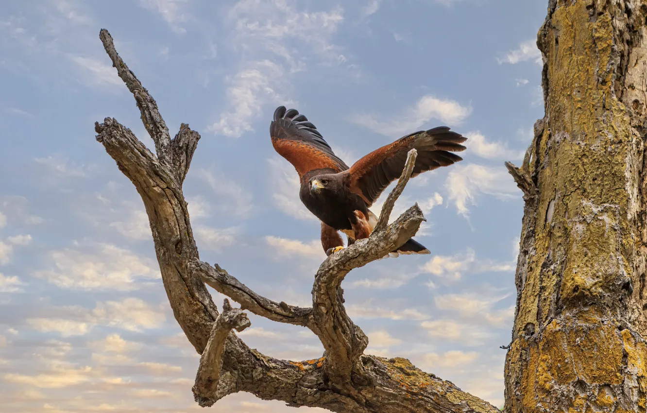 Photo wallpaper the sky, look, clouds, trees, branches, bird, eagle, snag