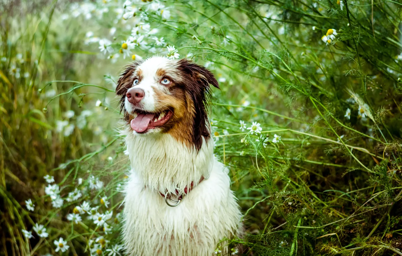 Photo wallpaper language, look, nature, chamomile, dog, the bushes, Australian shepherd