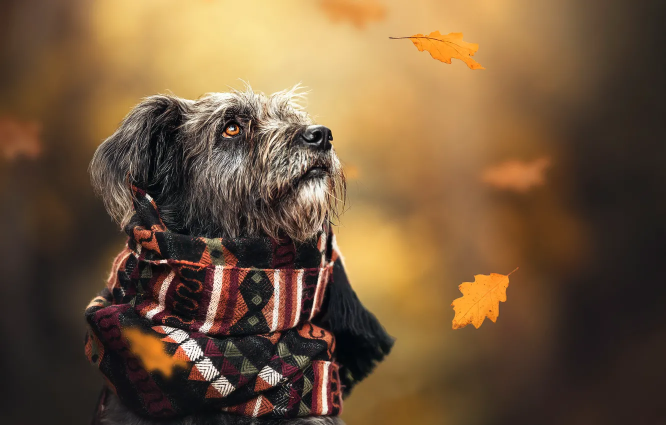 Photo wallpaper autumn, dog, scarf