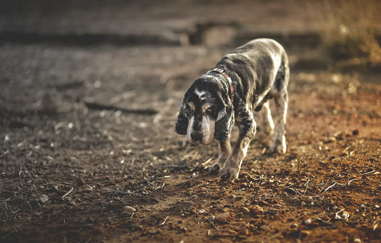 Photo wallpaper look, each, dog