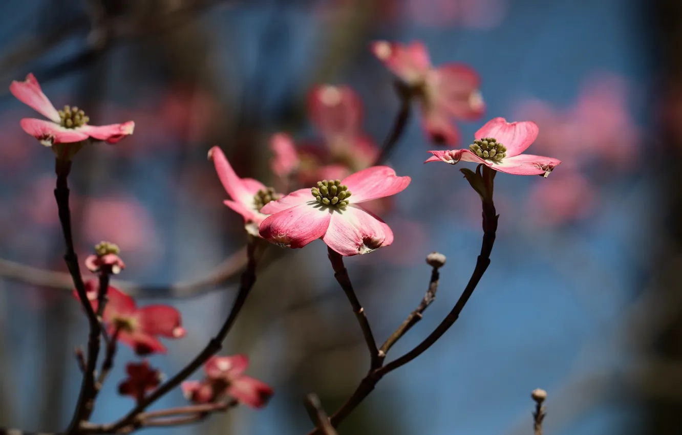 Photo wallpaper flowers, branches, background, blue, spring, pink, flowering, bokeh