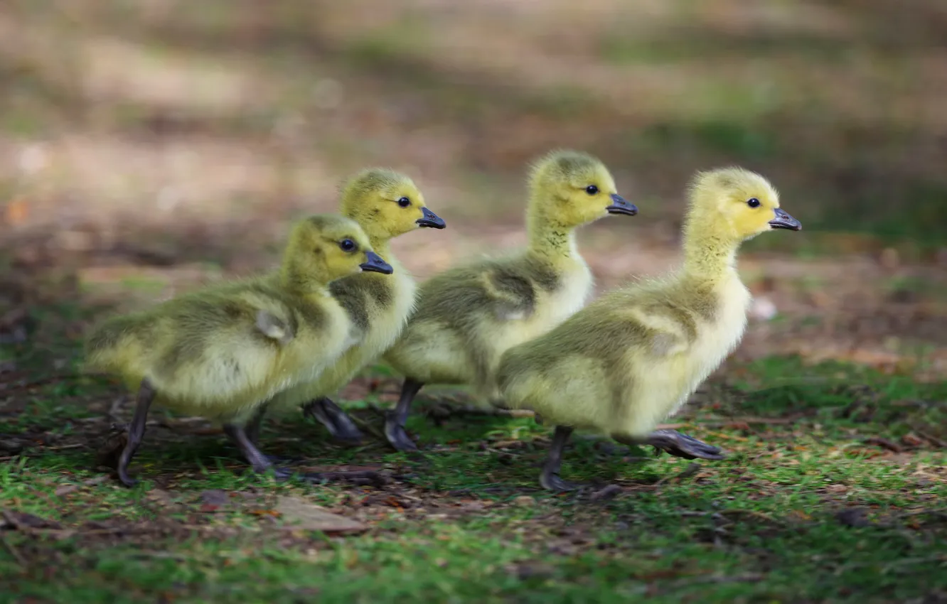 Photo wallpaper children, background, duck, kids