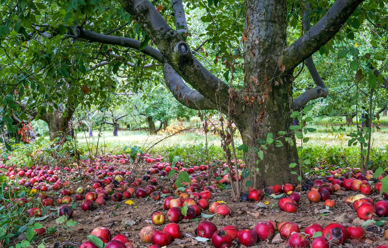 Photo wallpaper apple, nature, tree
