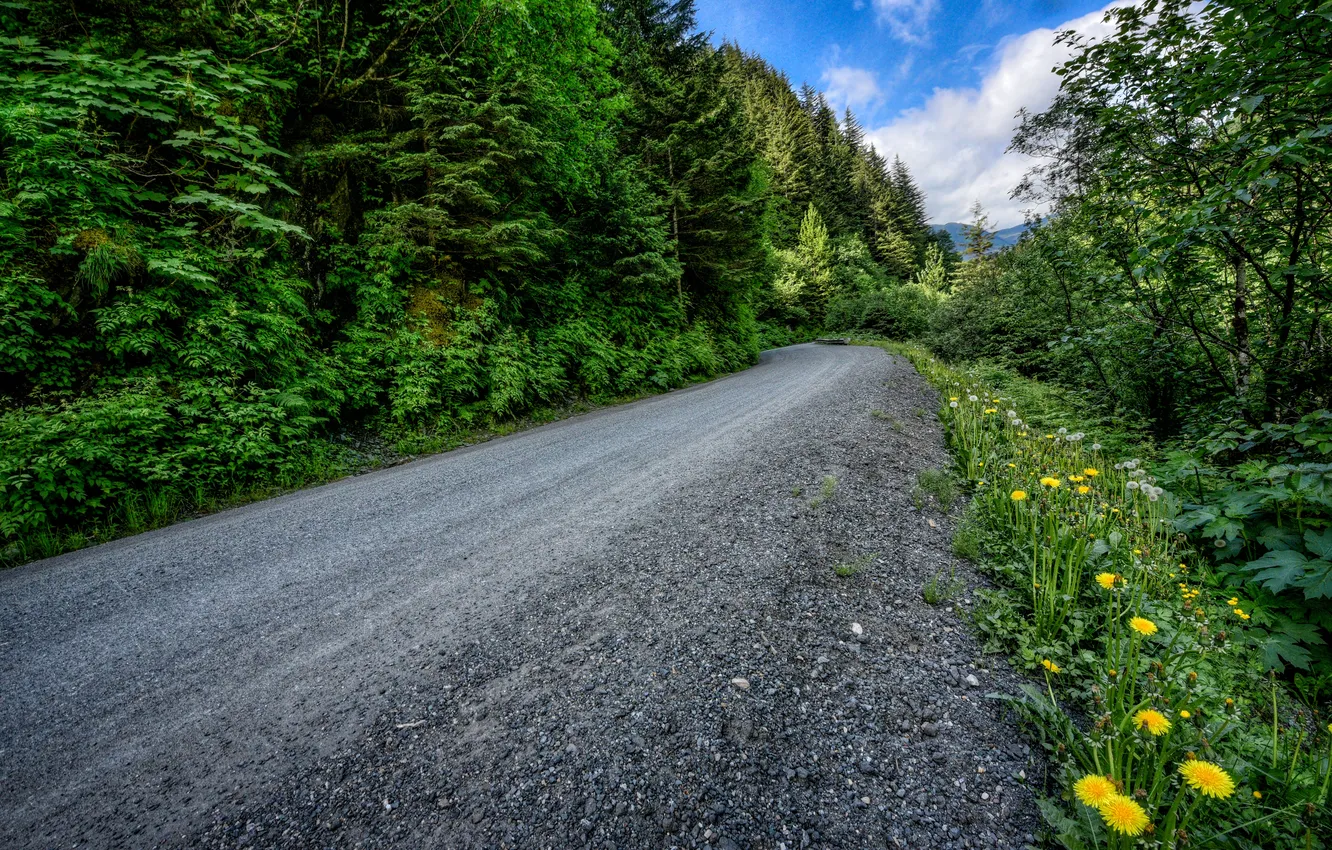Photo wallpaper road, forest, grass, trees, flowers, Alaska, Alaska, dandelions