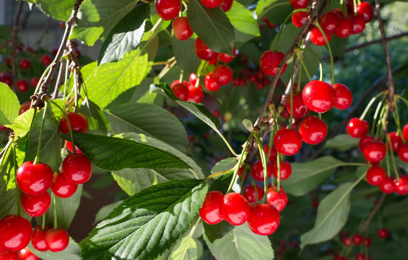 Photo wallpaper summer, trees, nature, foliage, ripe cherry