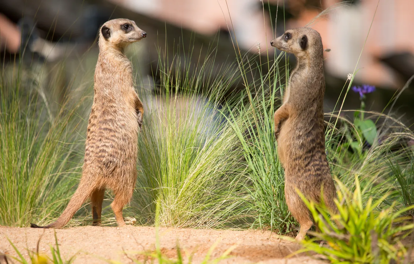 Photo wallpaper grass, meerkats, pair