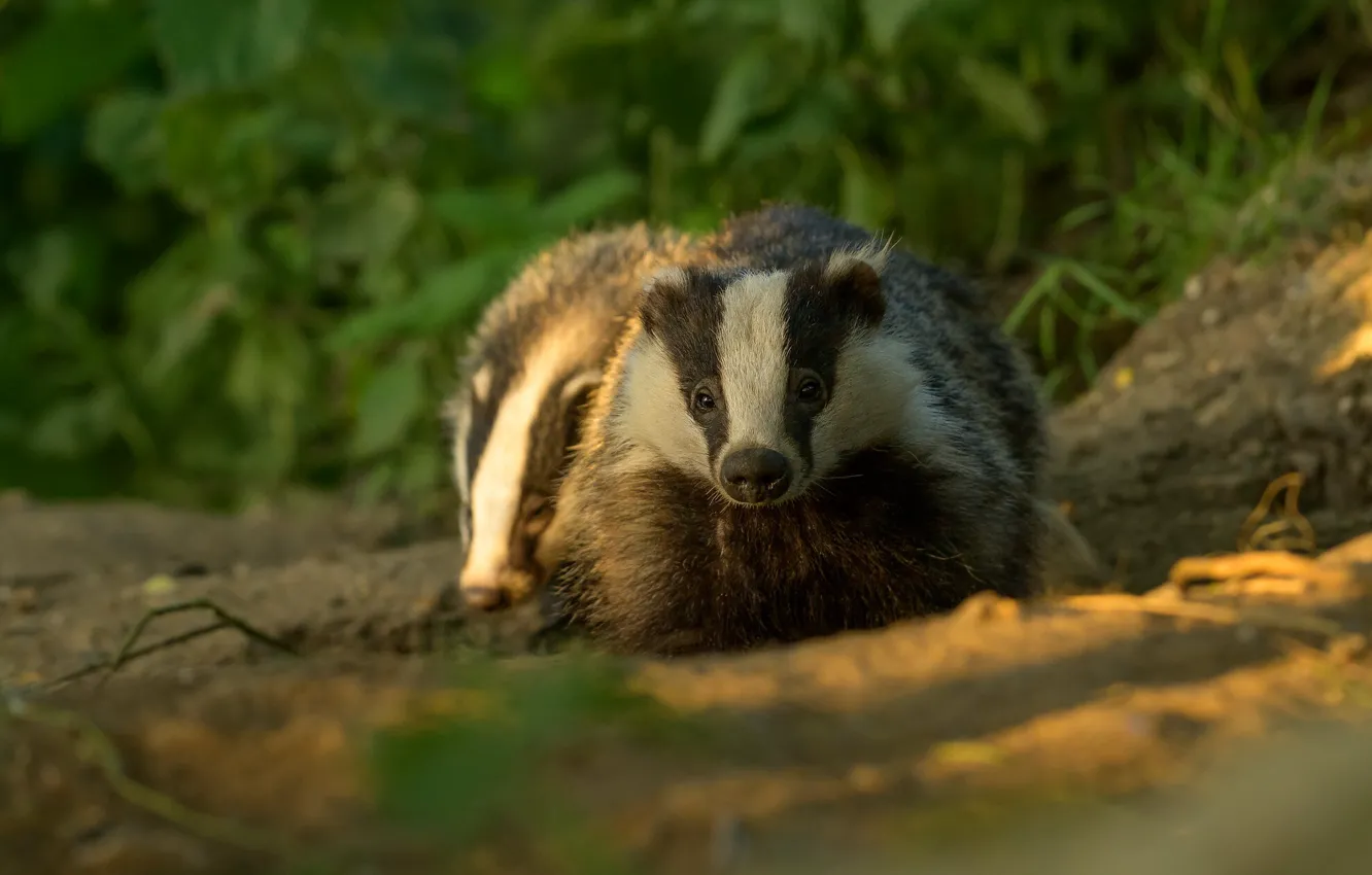 Photo wallpaper grass, two, badger