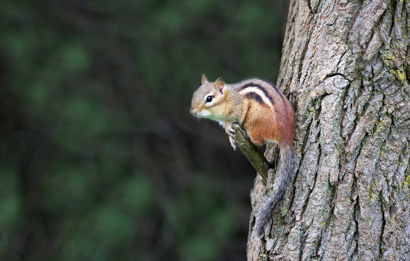 Photo wallpaper trees, trunk, Chipmunk, bark, green background