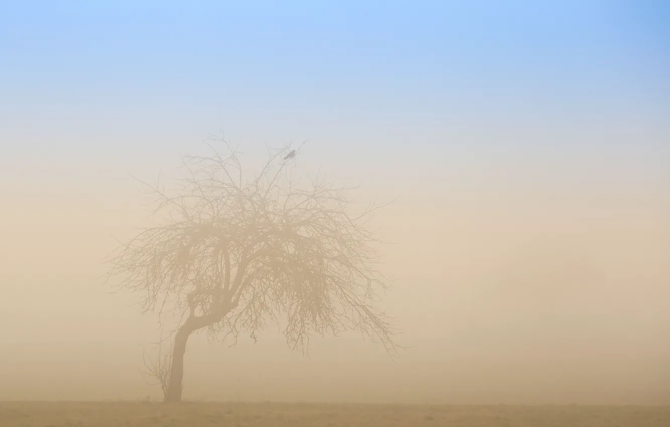 Photo wallpaper fog, tree, bird