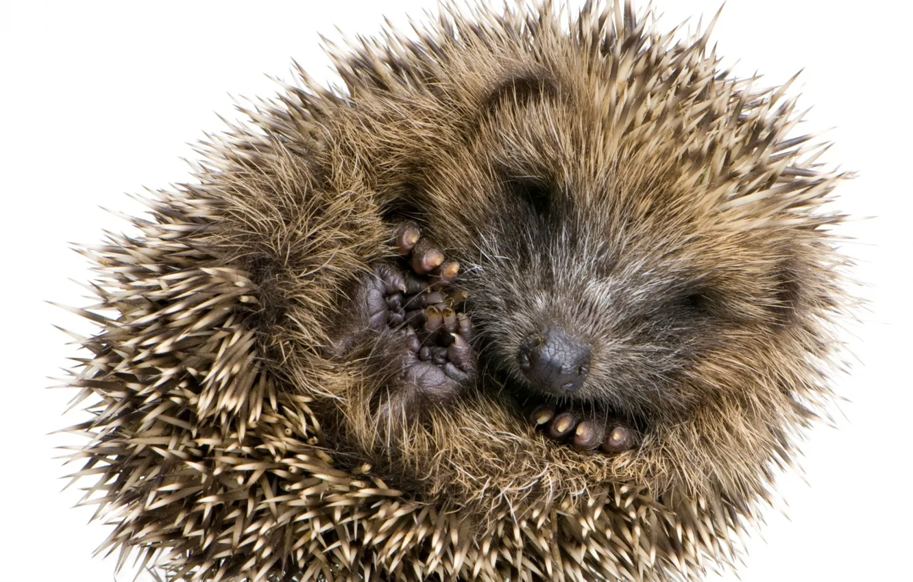 Photo wallpaper small, barb, hedgehog