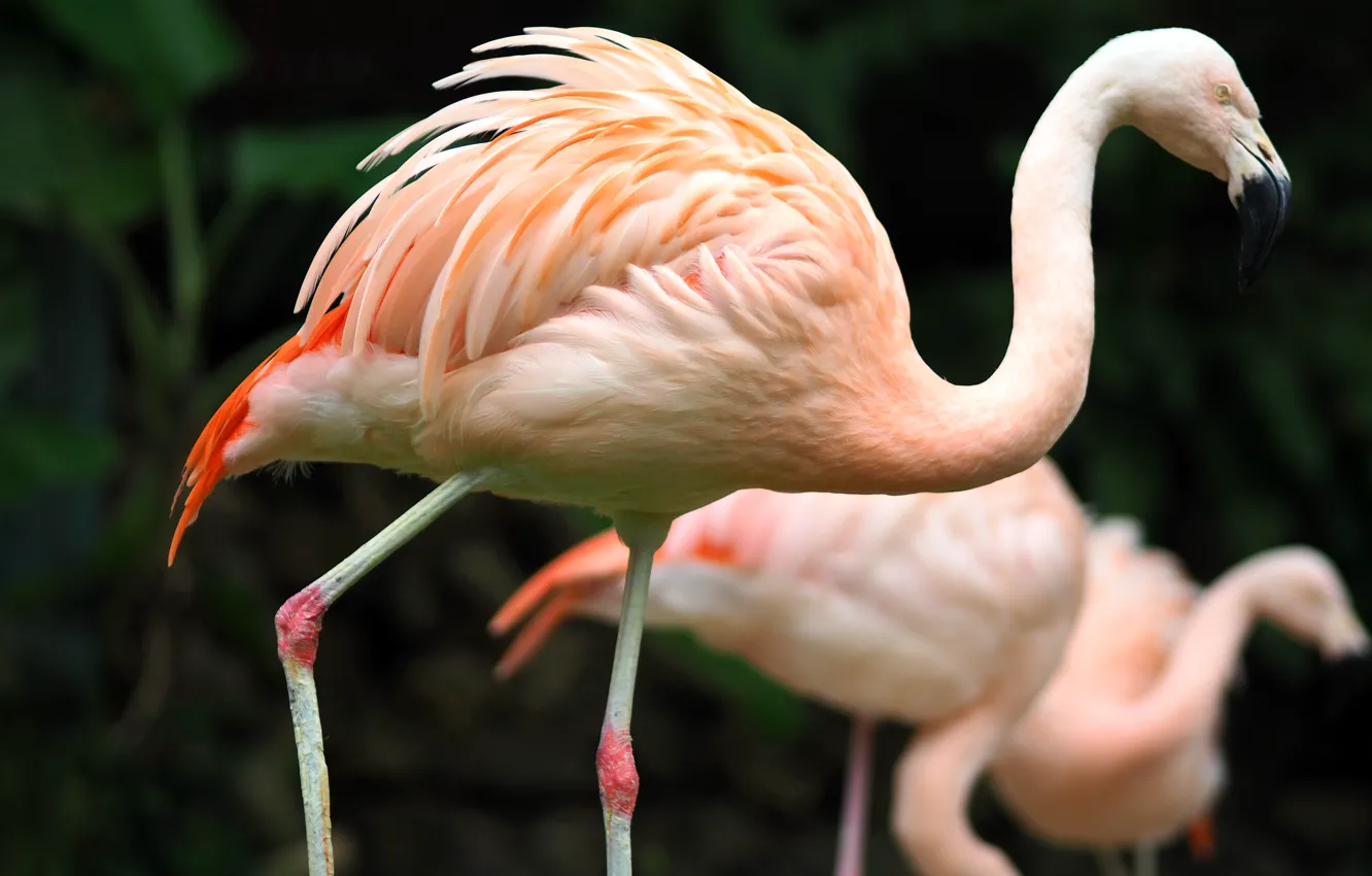 Photo wallpaper bird, zoo, Taiwan, Kaohsiung, Greater flamingo
