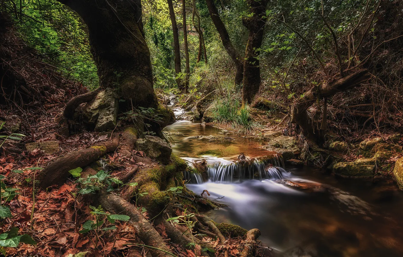 Photo wallpaper forest, leaves, trees, roots, stream, stones, Greece, Athens