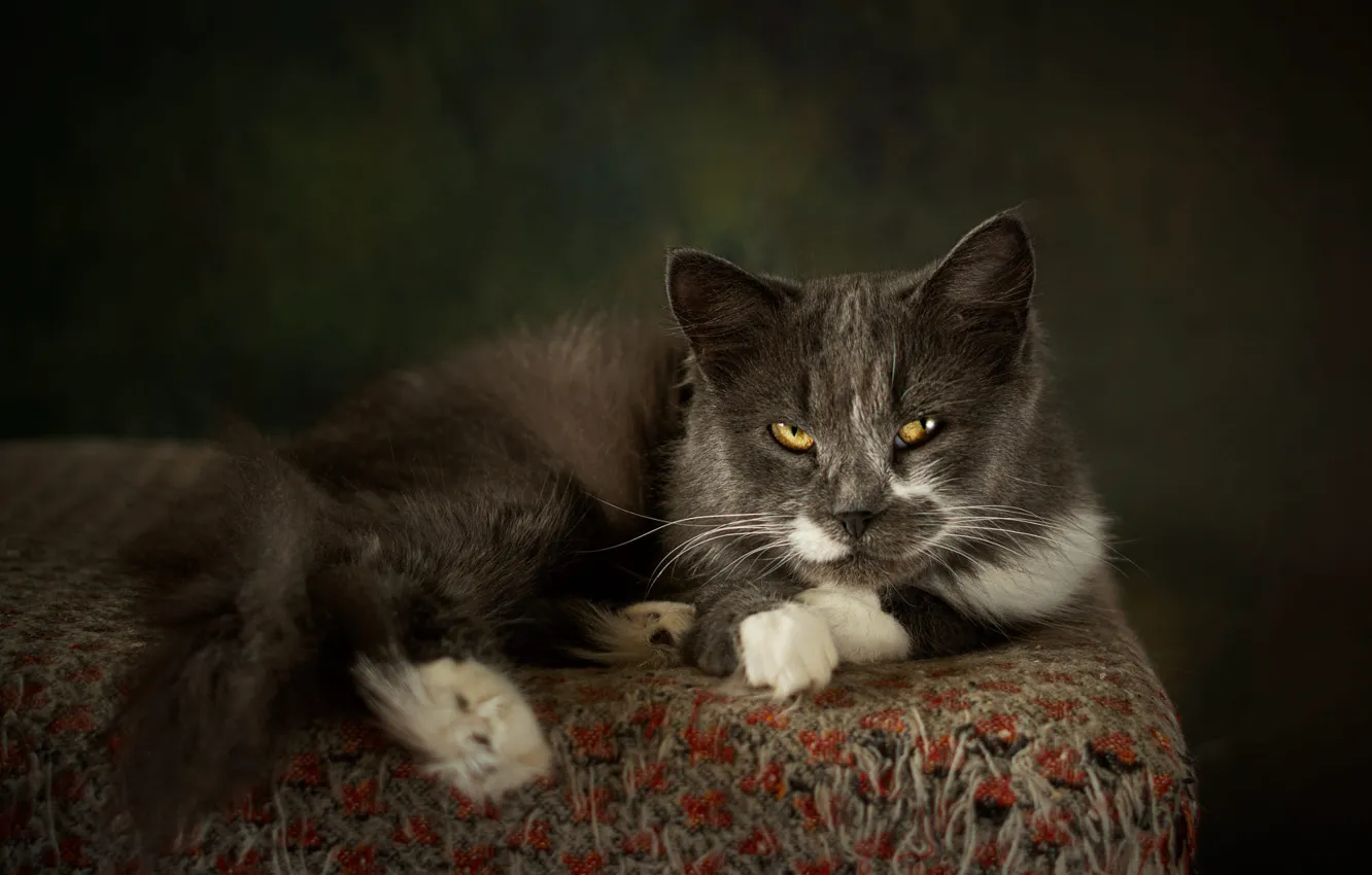 Photo wallpaper cat, cat, look, pose, the dark background, grey, muzzle, smoky