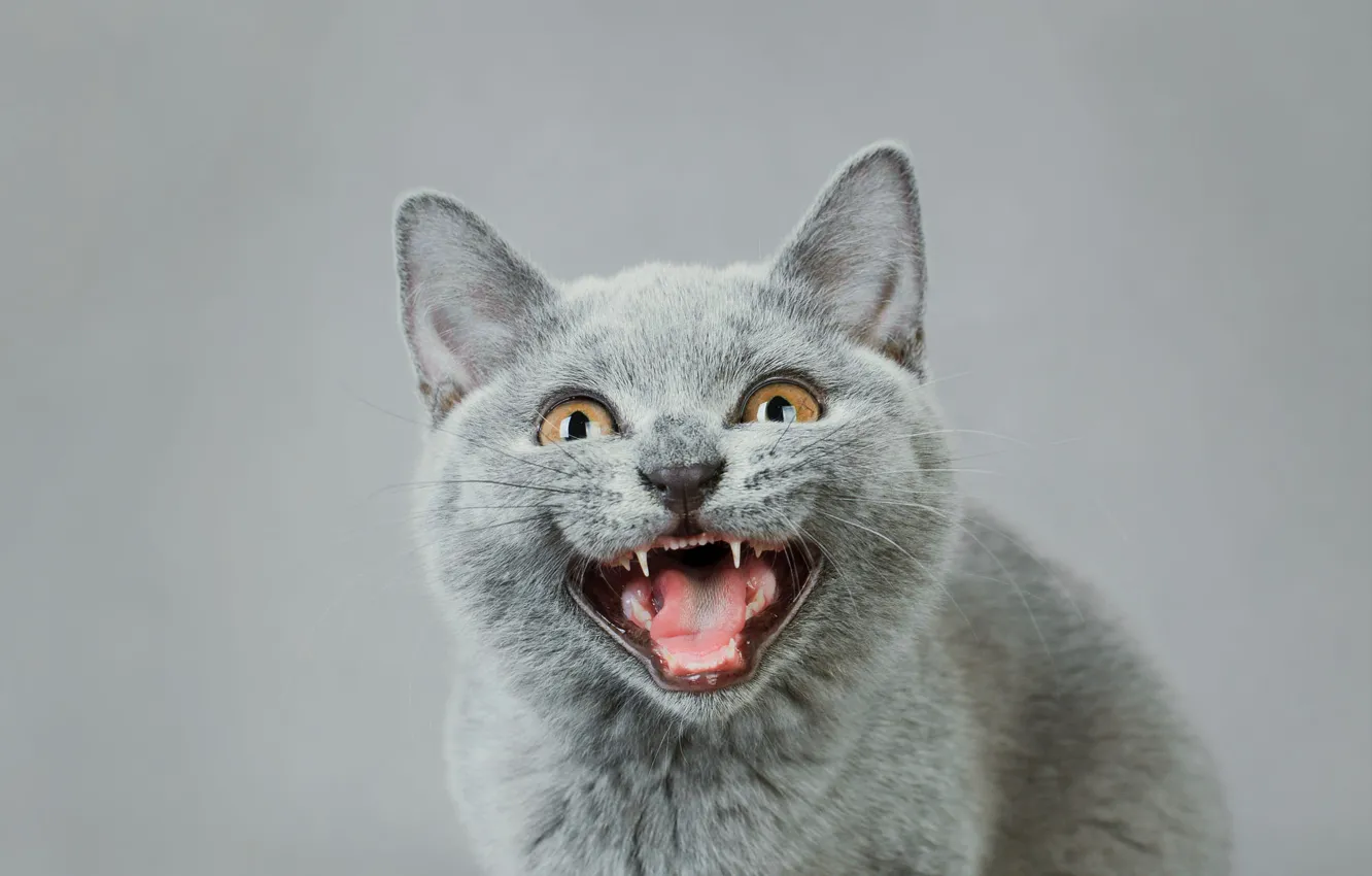 Photo wallpaper language, cat, kitty, grey, background, portrait, mouth, face