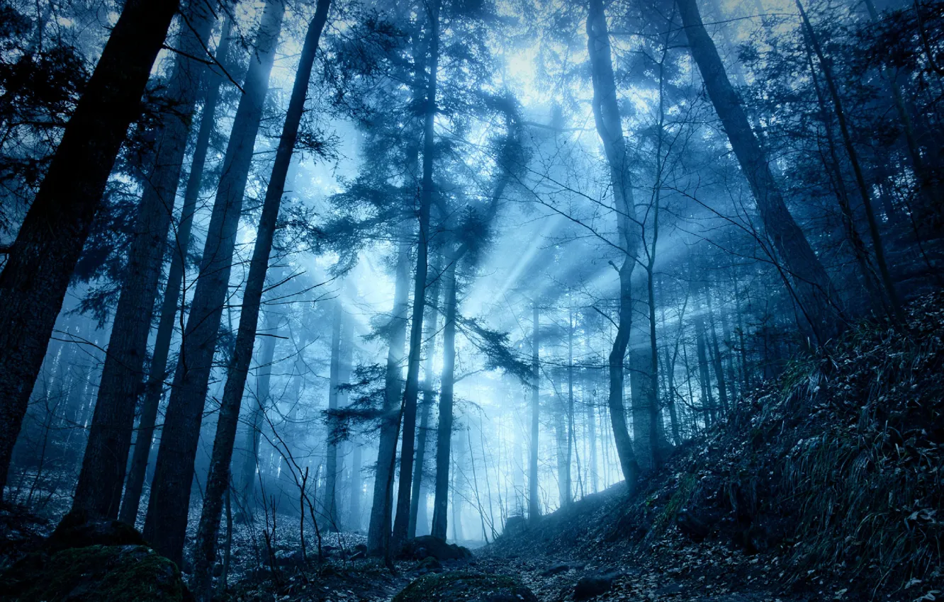 Photo wallpaper forest, light, trees