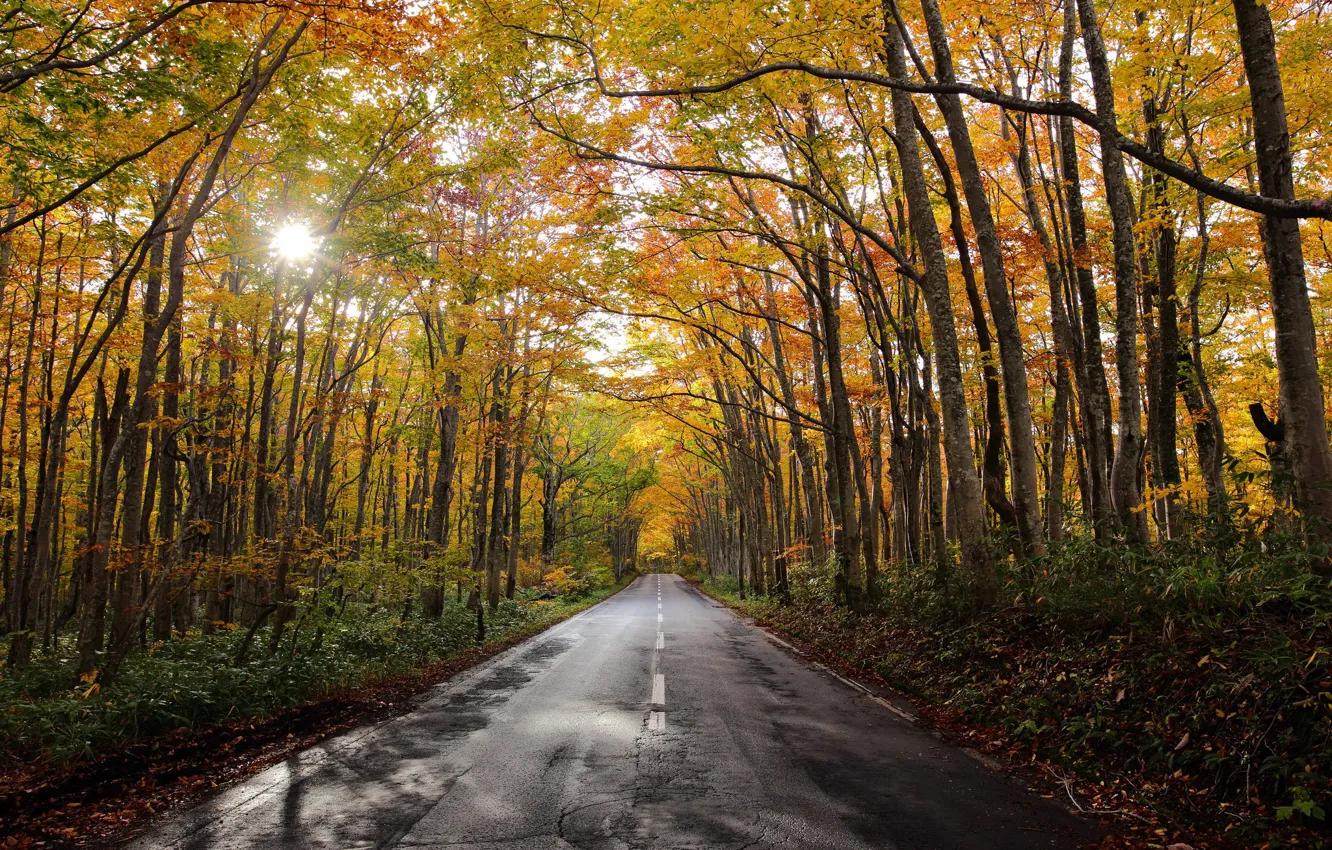 Photo wallpaper road, autumn, forest