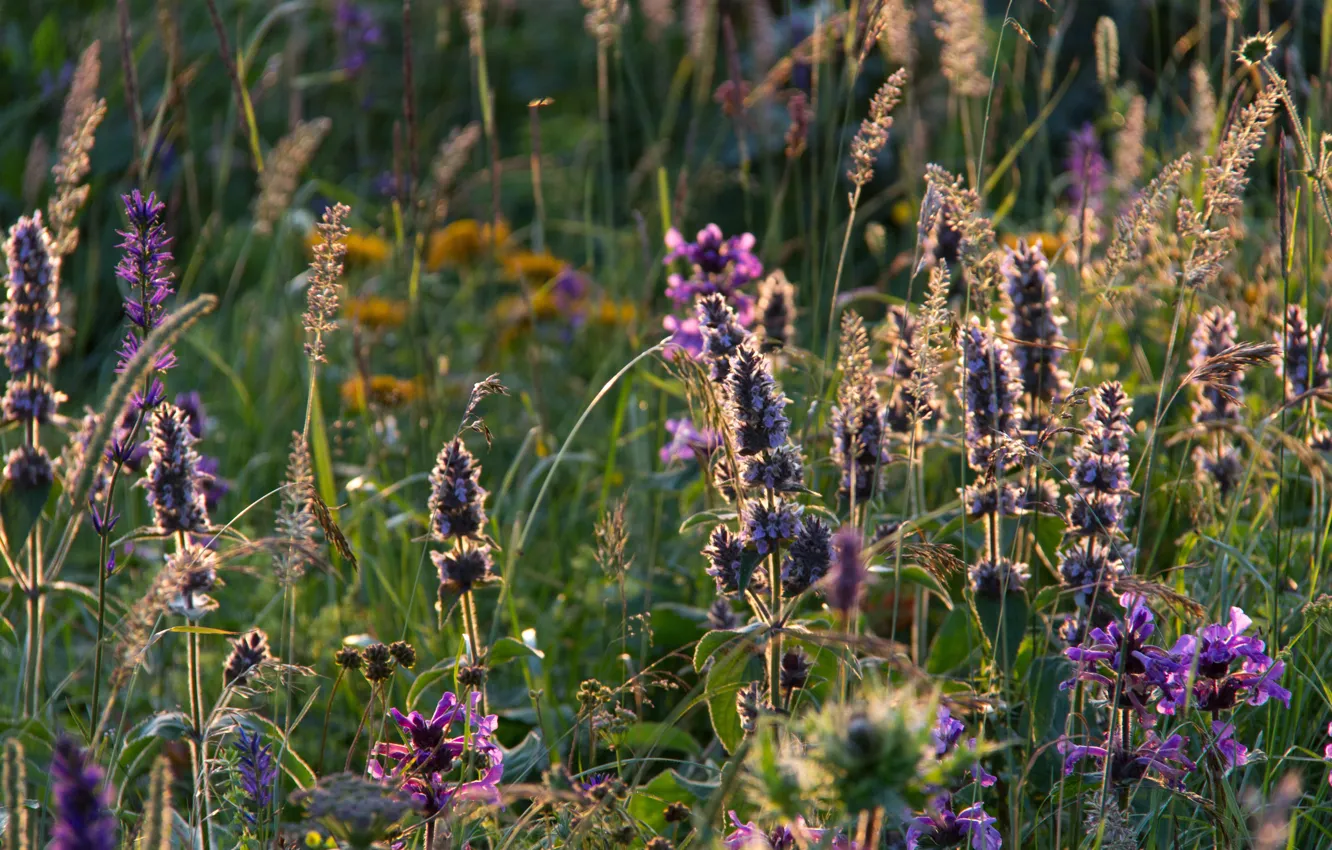 Photo wallpaper field, summer, grass, sunset, flowers, the evening, meadow, green