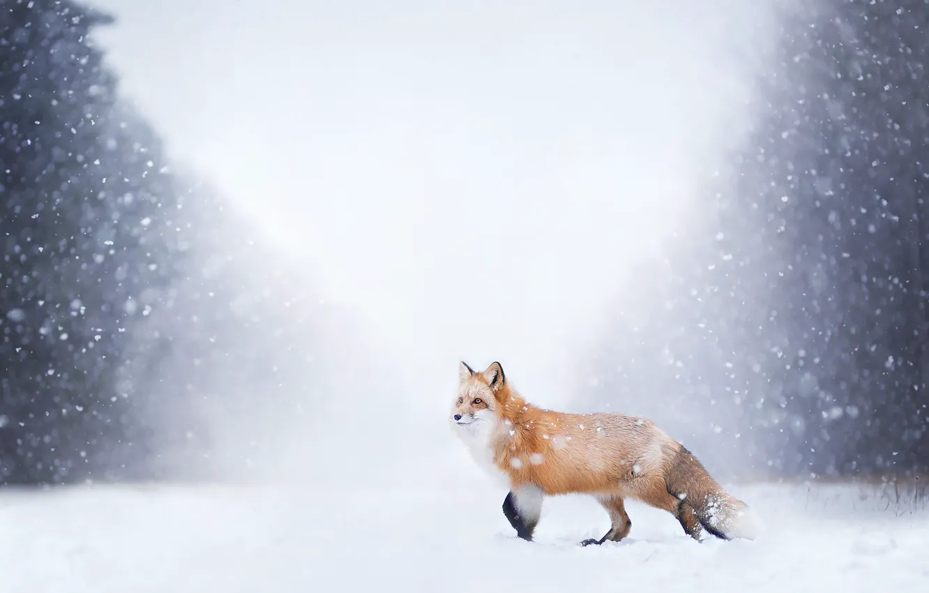 Photo wallpaper winter, forest, snow, nature, Fox