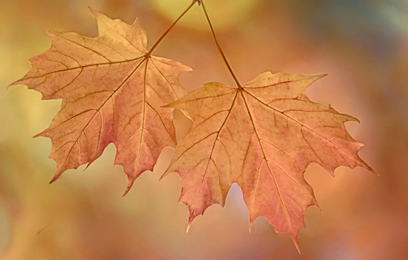 Photo wallpaper autumn, leaves, macro, nature, maple