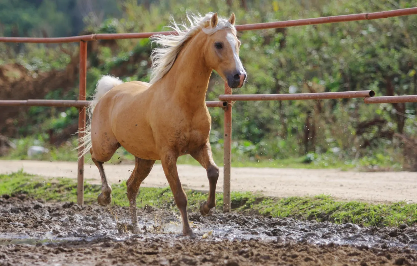 Photo wallpaper horse, dirt, red, bokeh