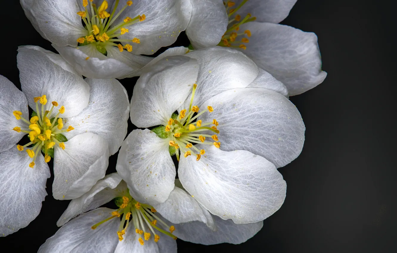 Photo wallpaper white, macro, petals