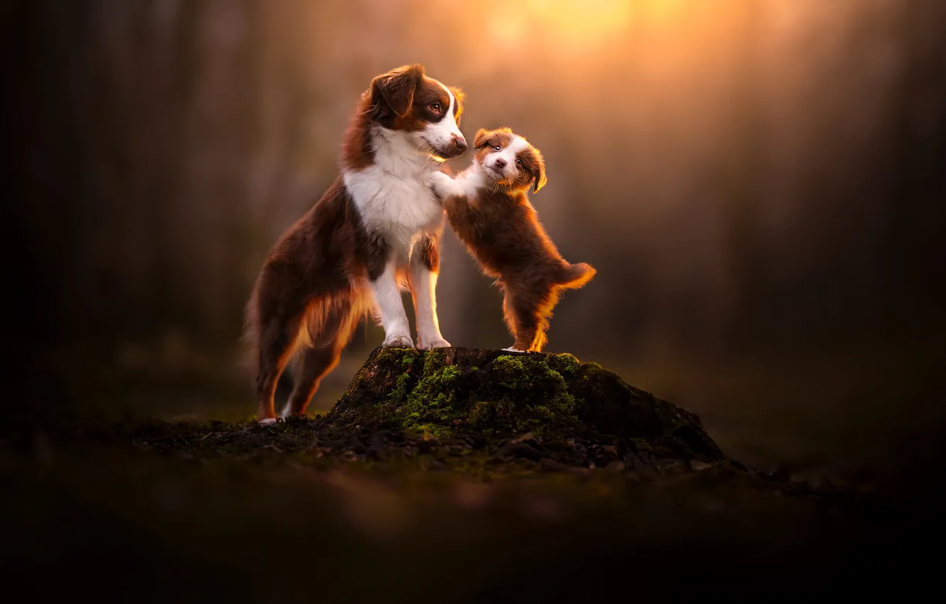 Photo wallpaper dogs, stump, blur, puppy, Miniature American Shepherd