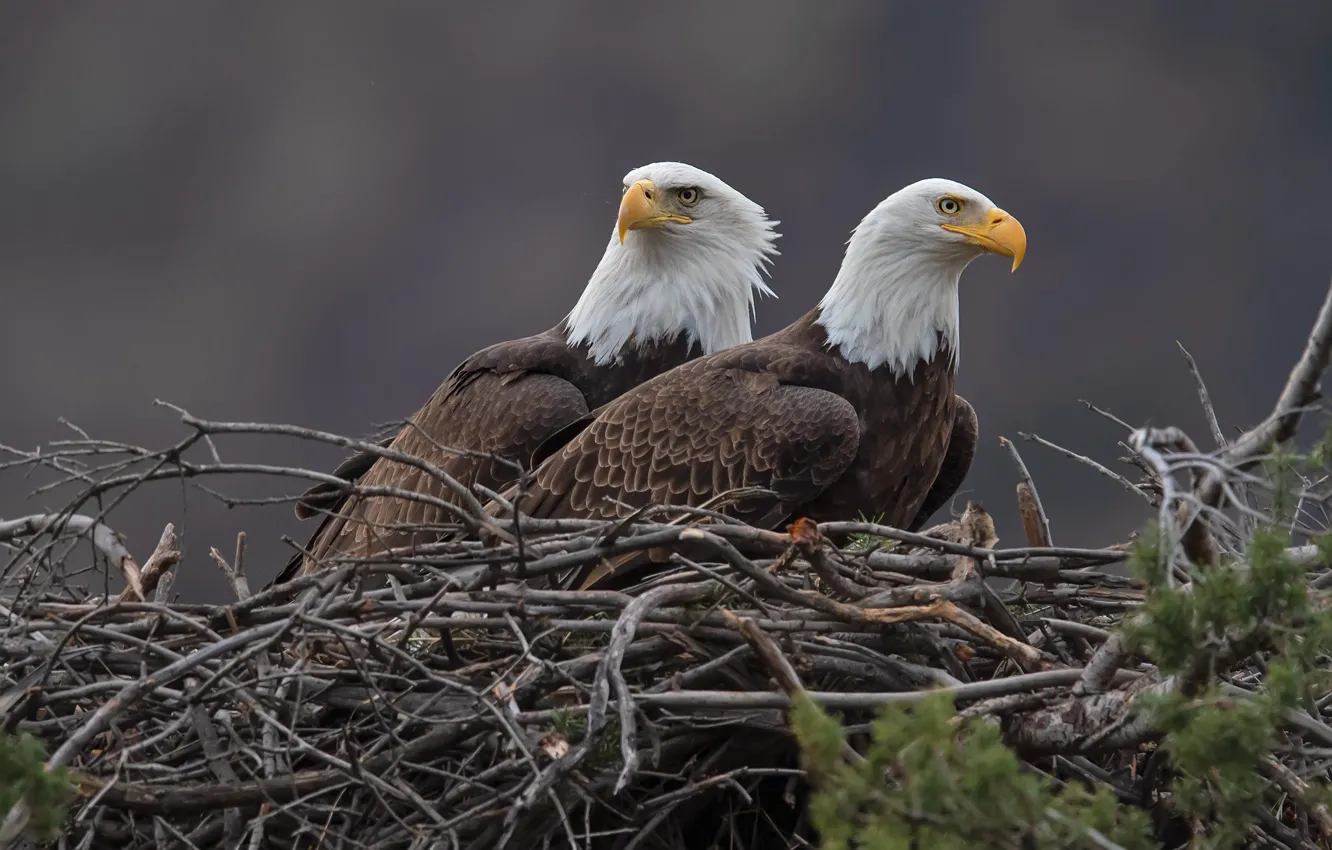 Photo wallpaper birds, branches, two, socket, pair, the eagles, bald eagle, two eagles