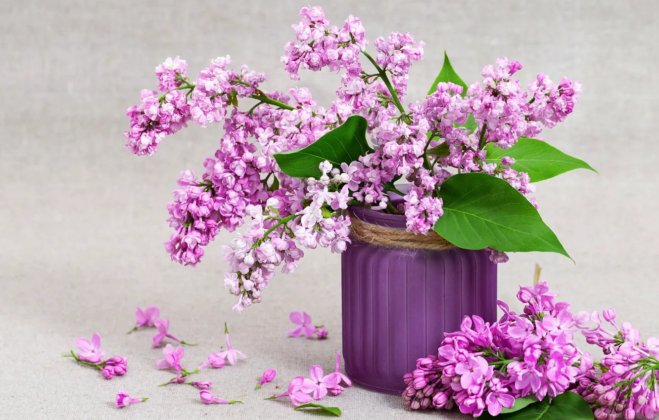 Photo wallpaper background, still life, lilac