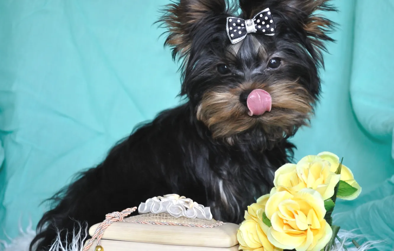 Photo wallpaper language, flowers, puppy, York, Terrier