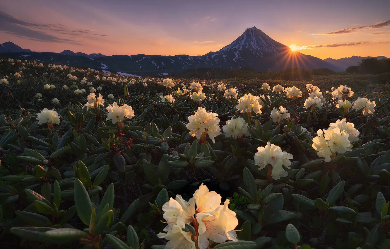Photo wallpaper flowers, mountains, Azalea, rhododendrons