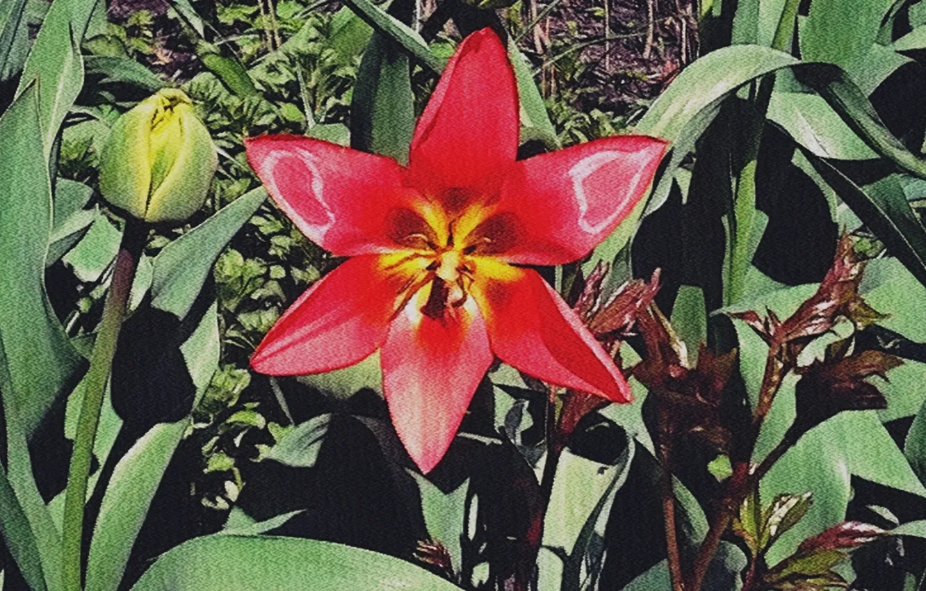 Photo wallpaper flowers, spring, may2023