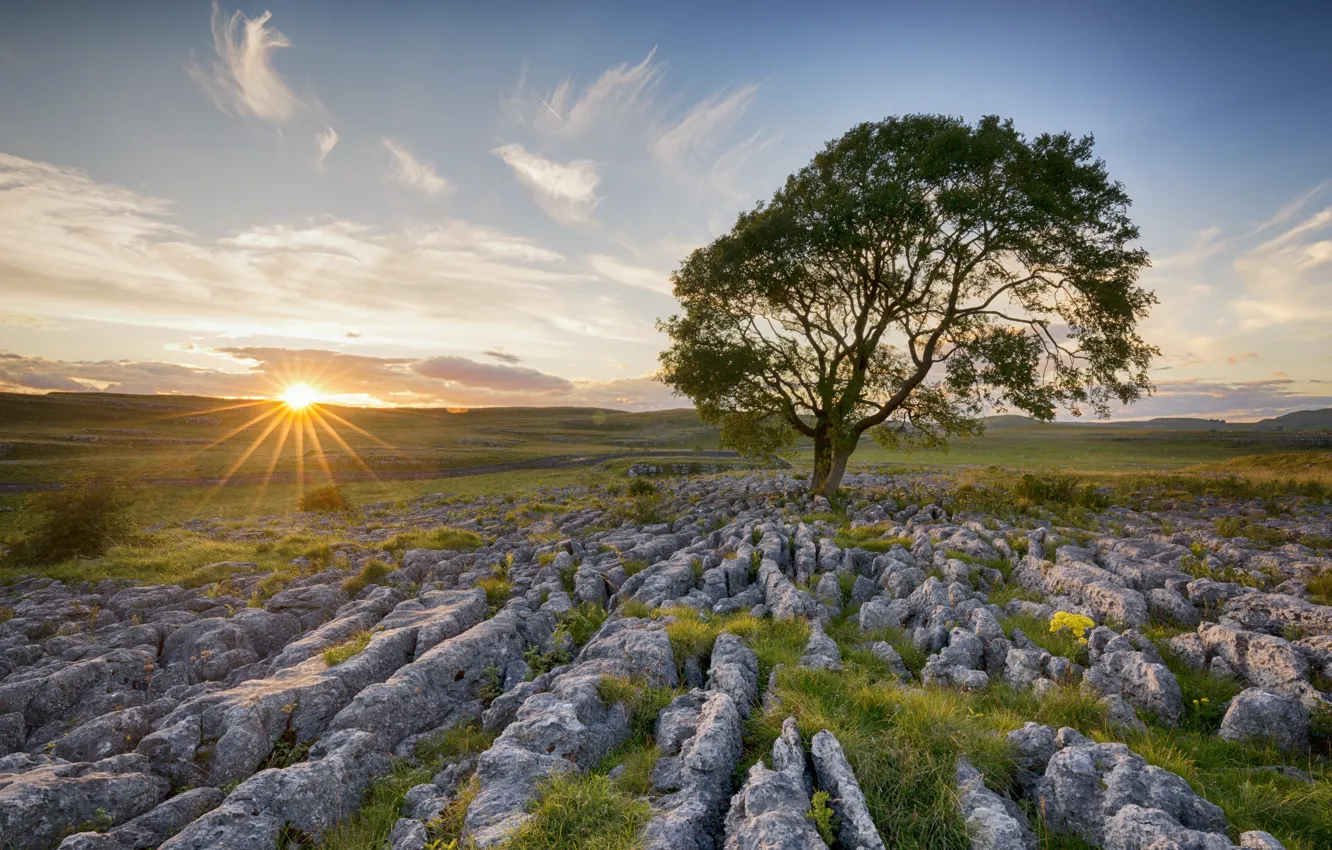 Photo wallpaper field, light, trees, morning