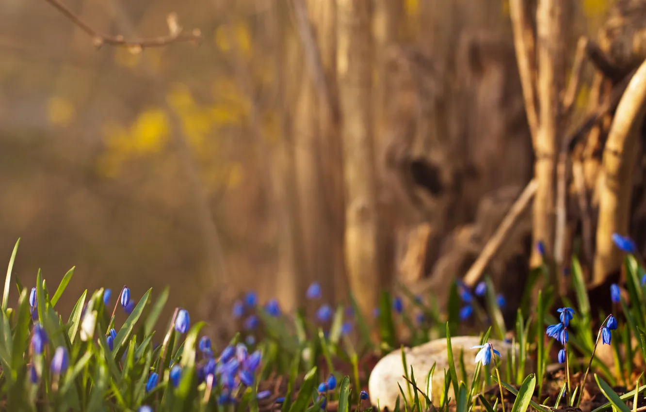 Photo wallpaper forest, spring, snowdrops, blue