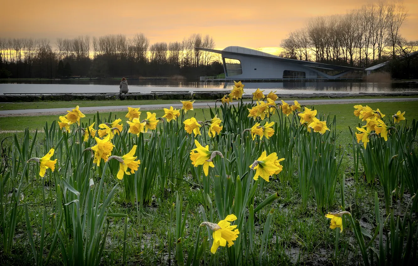 Photo wallpaper greens, field, light, trees, flowers, bench, yellow, woman
