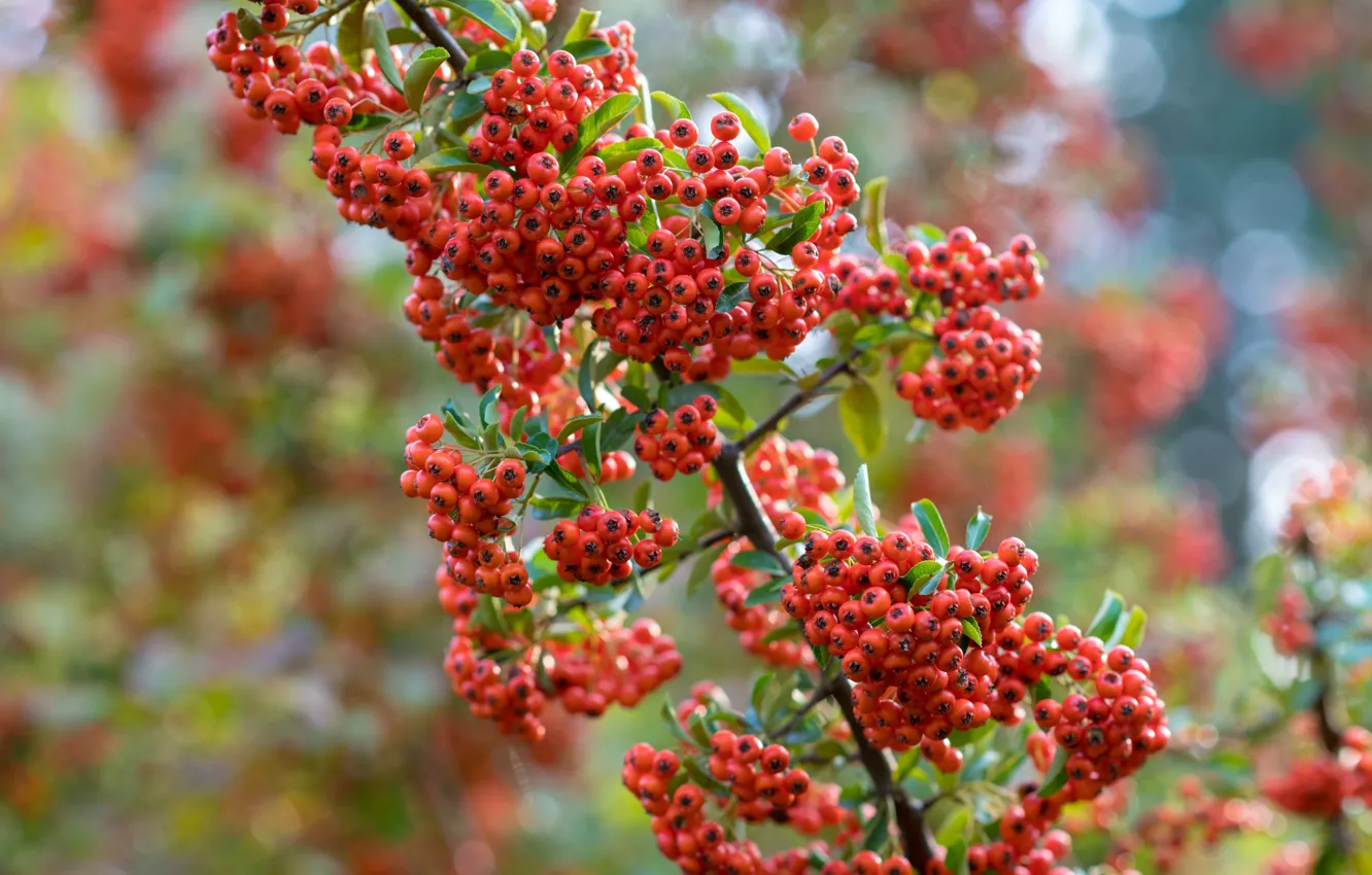 Photo wallpaper autumn, branches, red, berries, fruit, a lot, Rowan, bunches