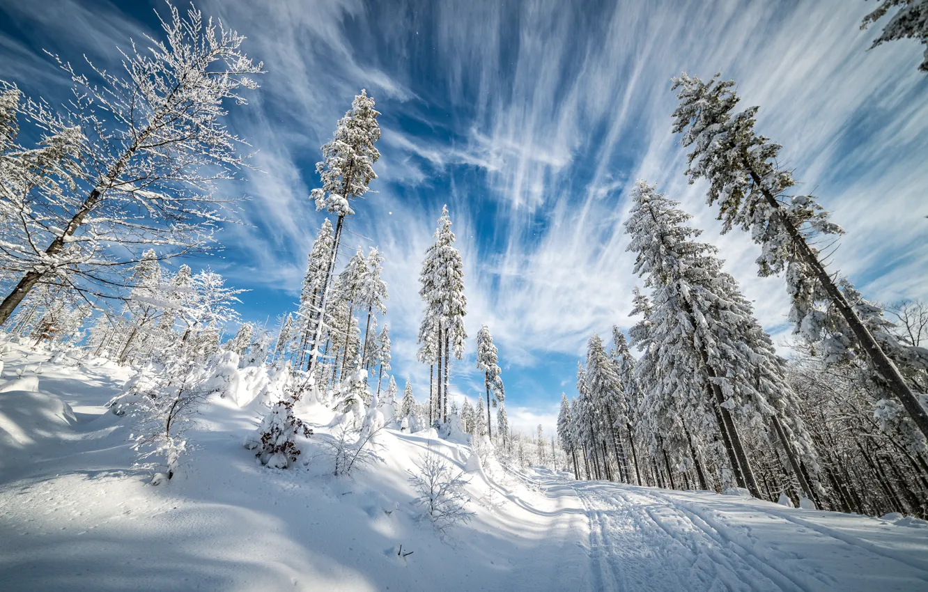 Photo wallpaper winter, snow, nature