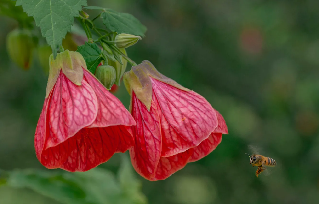Photo wallpaper macro, bee, background, bokeh, Kanatik, Abutilon